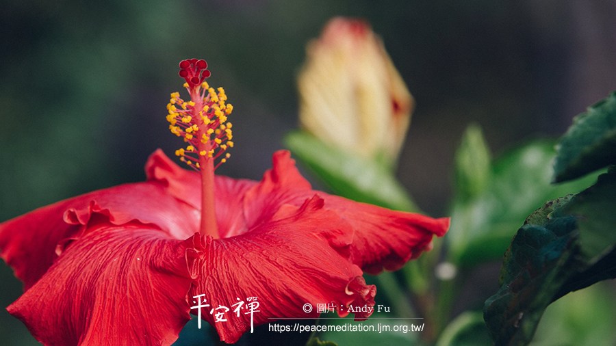 覺知,散漫,打坐,禪修,四步驟