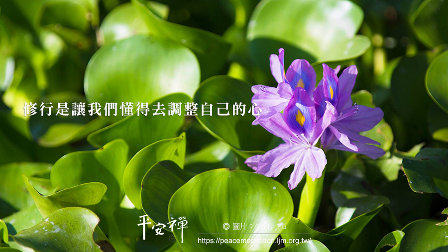 疫情,念佛,拜懺,禪修,因緣,死亡,安定,