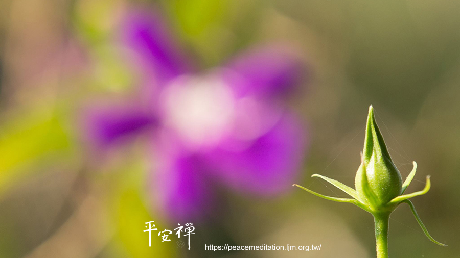 平安禪,四步驟,禪修,打坐,覺知,聽沒有