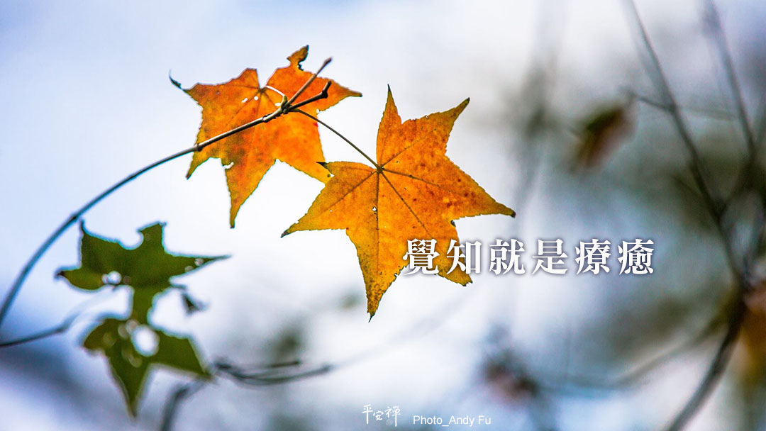 打坐,禪修,森林療癒,平安禪,謝飯歌,放鬆,