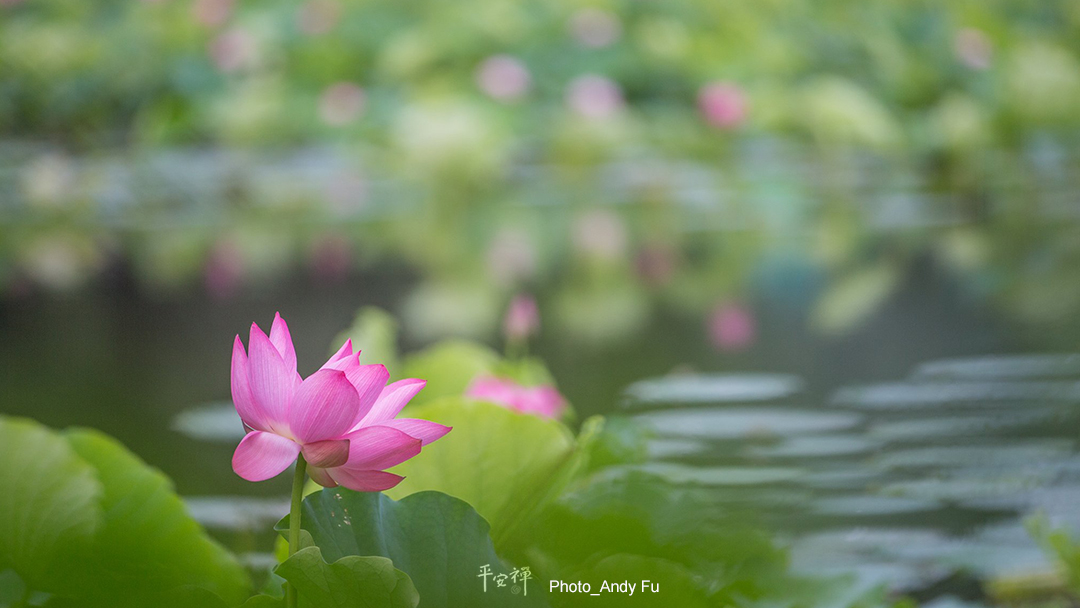 平安禪,靜坐,冥想,傳承,禪修,心道法師,放下,夢境,破解,執著,持咒,煩惱