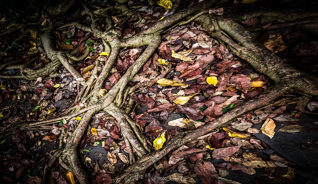 平安禪,靜坐,冥想,傳承,禪修,心道法師,上竄下跳,四步驟,樂活禪,打坐