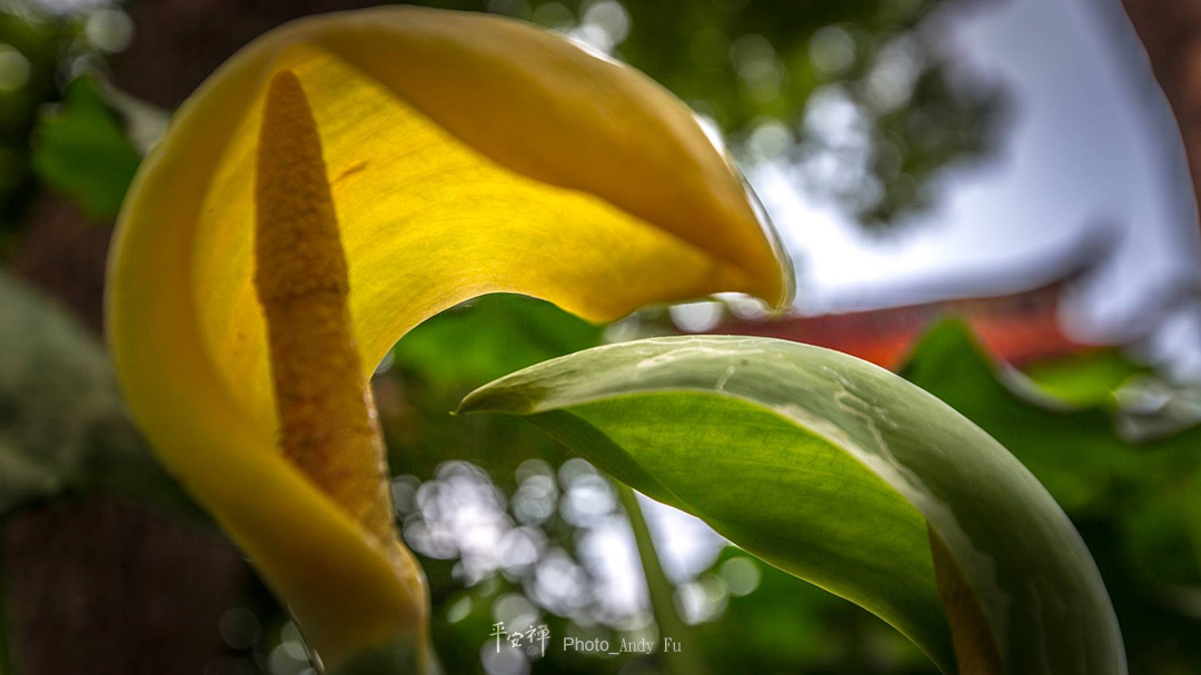 平安禪,靜坐,冥想,傳承,禪修,心道法師,打坐,四步驟,寂靜