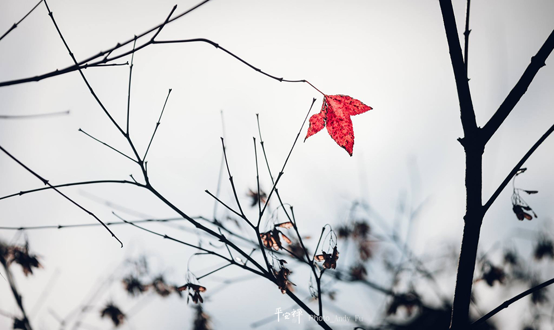 平安禪,靜坐,冥想,禪修,四步驟,覺知,坐禪,打坐,寂靜,觀照,密勒日巴,與法師有約