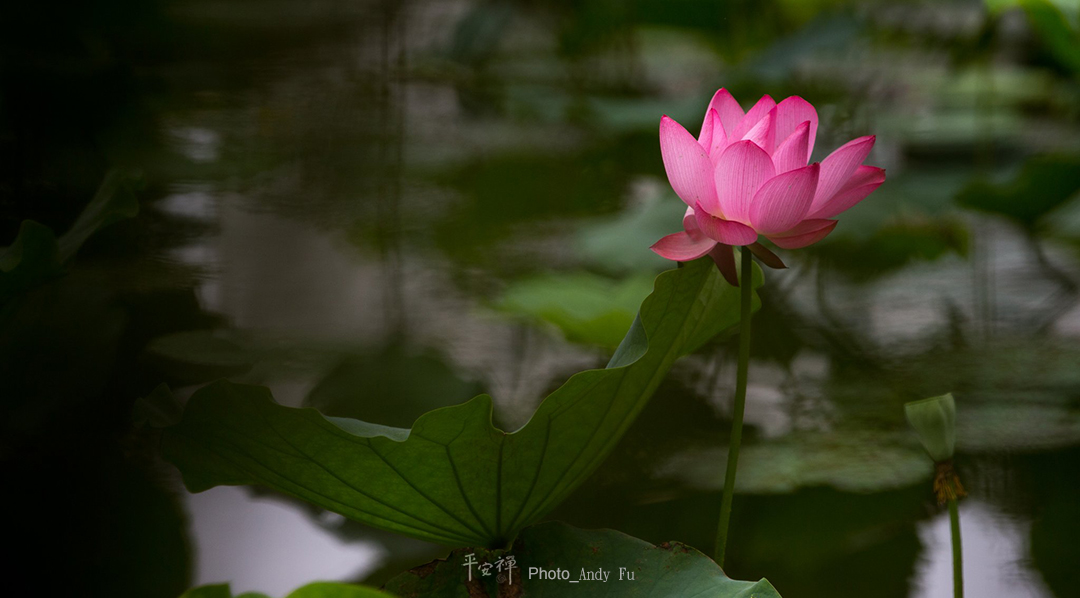 平安禪,靜坐,冥想,禪修,四步驟,覺知,坐禪,樂活禪,斷食禪,心道法師