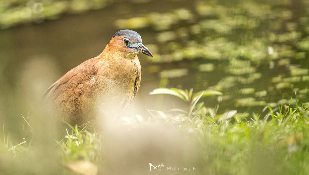 平安禪,靜坐,冥想,禪修,四步驟,覺知,坐禪,樂活禪,斷食禪,心道法師