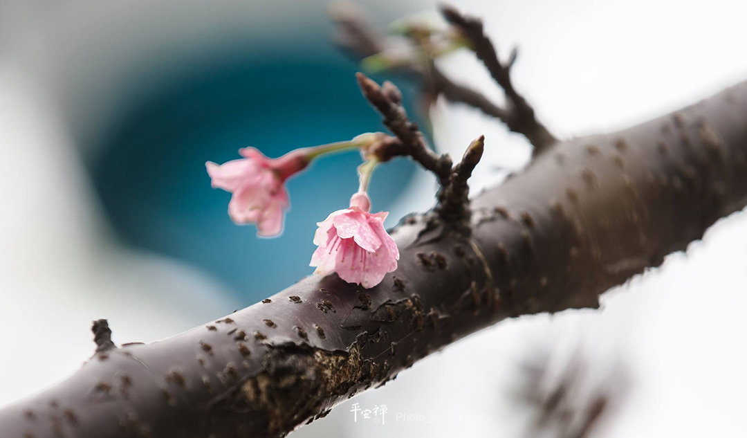 平安禪,靜坐,冥想,禪修,四步驟,覺知,坐禪,心道法師,大智若愚,佛法