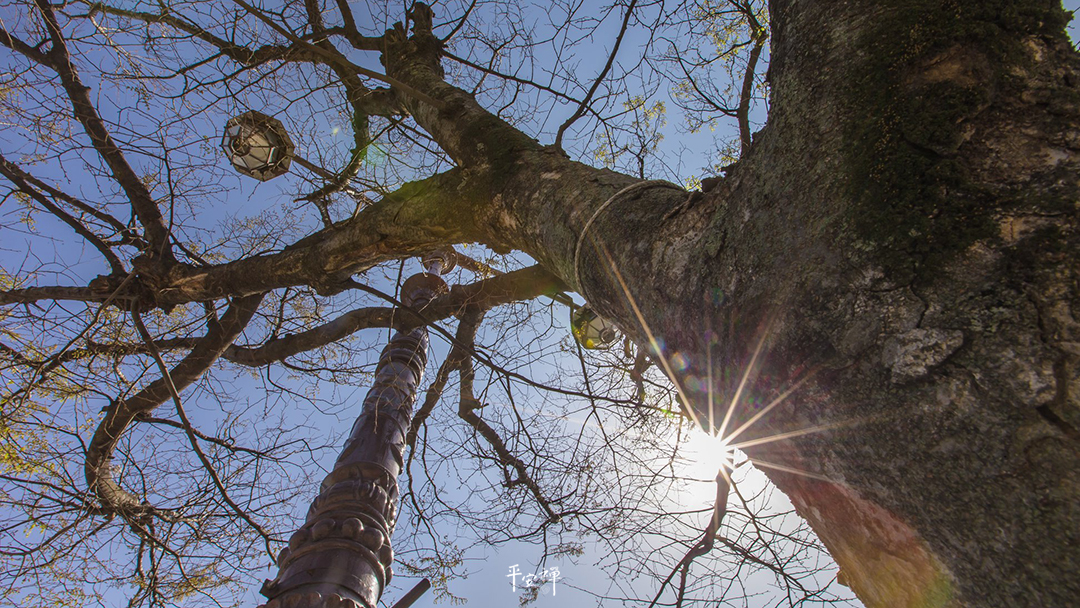 平安禪,靜坐,冥想,禪修,四步驟,覺知,坐禪,護關,法工,心道法師,志工