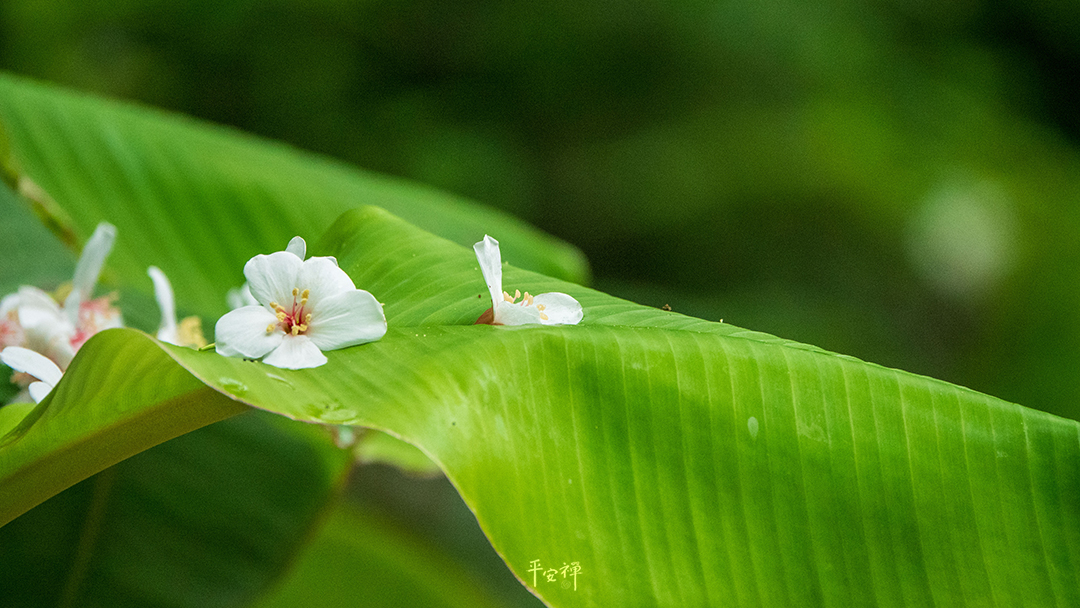 平安禪,靜坐,冥想,禪修,四步驟,覺知,坐禪,妄念,覺性,法工,食養山房