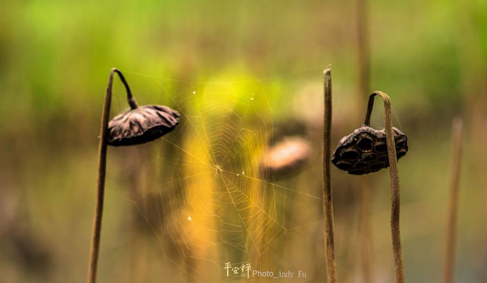 平安禪,靜坐,冥想,禪修,四步驟,覺知,坐禪,樂活禪,斷食禪,心道法師