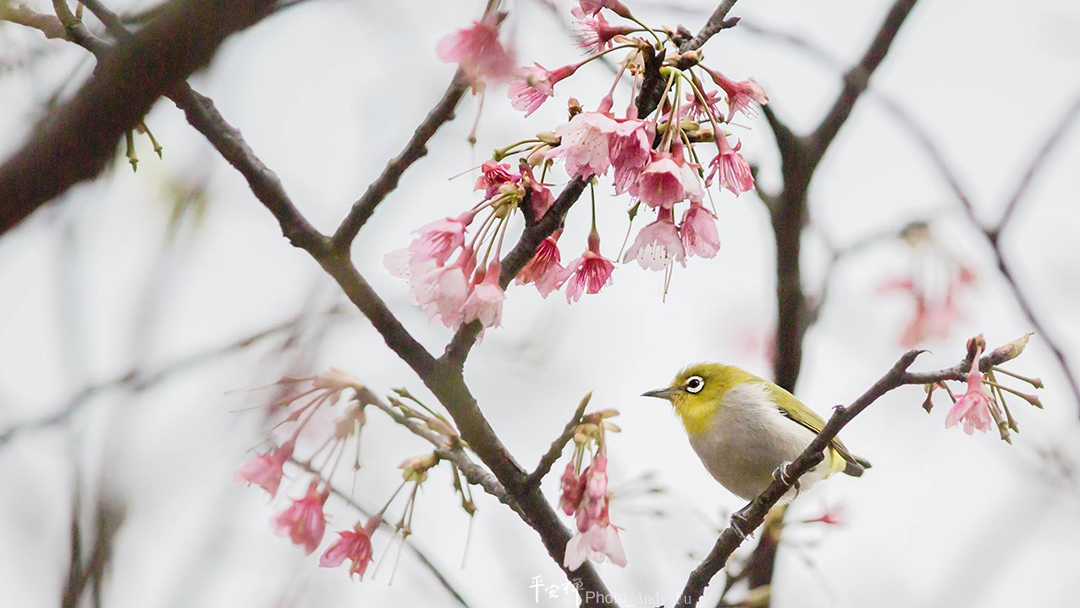 平安禪,靜坐,冥想,禪修,四步驟,覺知,坐禪,樂活禪,斷食禪,心道法師