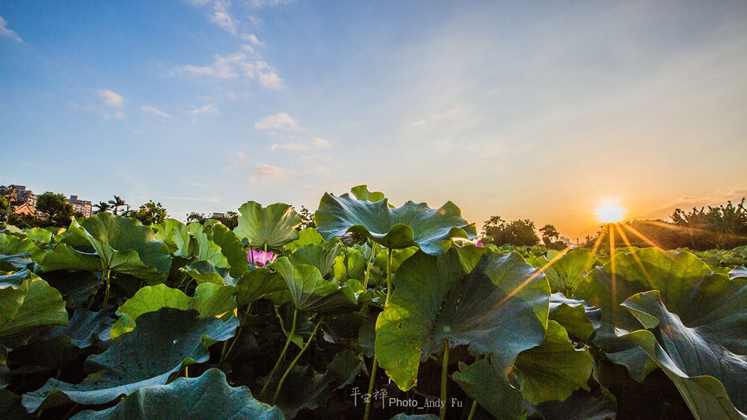 平安禪,靜坐,冥想,禪修,四步驟,覺知,坐禪,樂活禪,斷食禪,心道法師