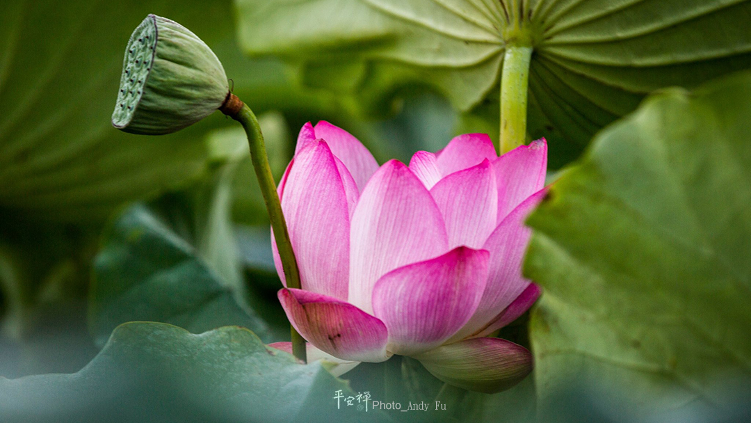 平安禪,靜坐,冥想,禪修,四步驟,覺知,坐禪,樂活禪,斷食禪,心道法師