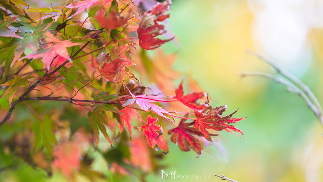 平安禪,靜坐,冥想,禪修,四步驟,覺知,坐禪,樂活禪,斷食禪,心道法師