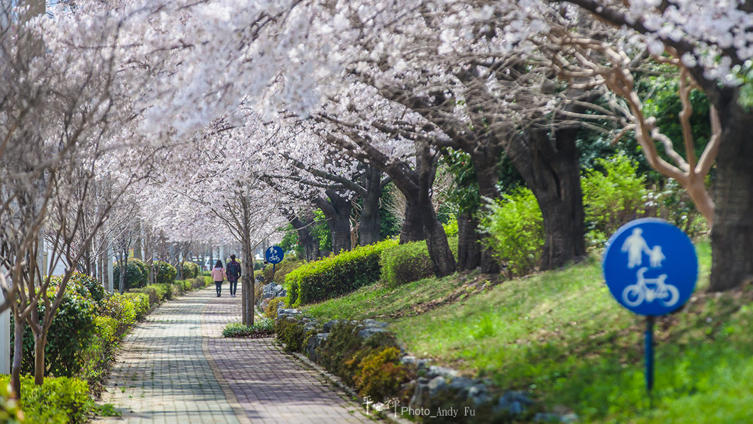 平安禪,靜坐,冥想,禪修,四步驟,覺知,坐禪,樂活禪,斷食禪,心道法師