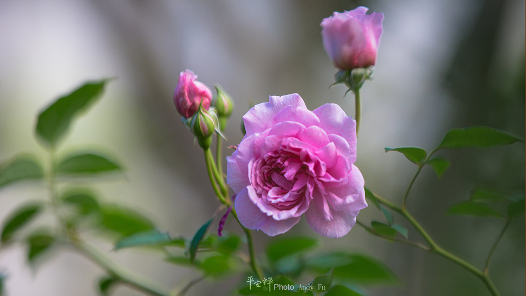 平安禪,靜坐,冥想,禪修,四步驟,覺知,坐禪,樂活禪,斷食禪,心道法師