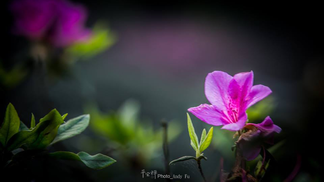 平安禪,靜坐,冥想,禪修,四步驟,覺知,坐禪,樂活禪,斷食禪,心道法師