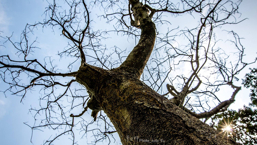 平安禪,靜坐,冥想,禪修,四步驟,覺知,坐禪,樂活禪,斷食禪,心道法師,護關,法工,四期教育