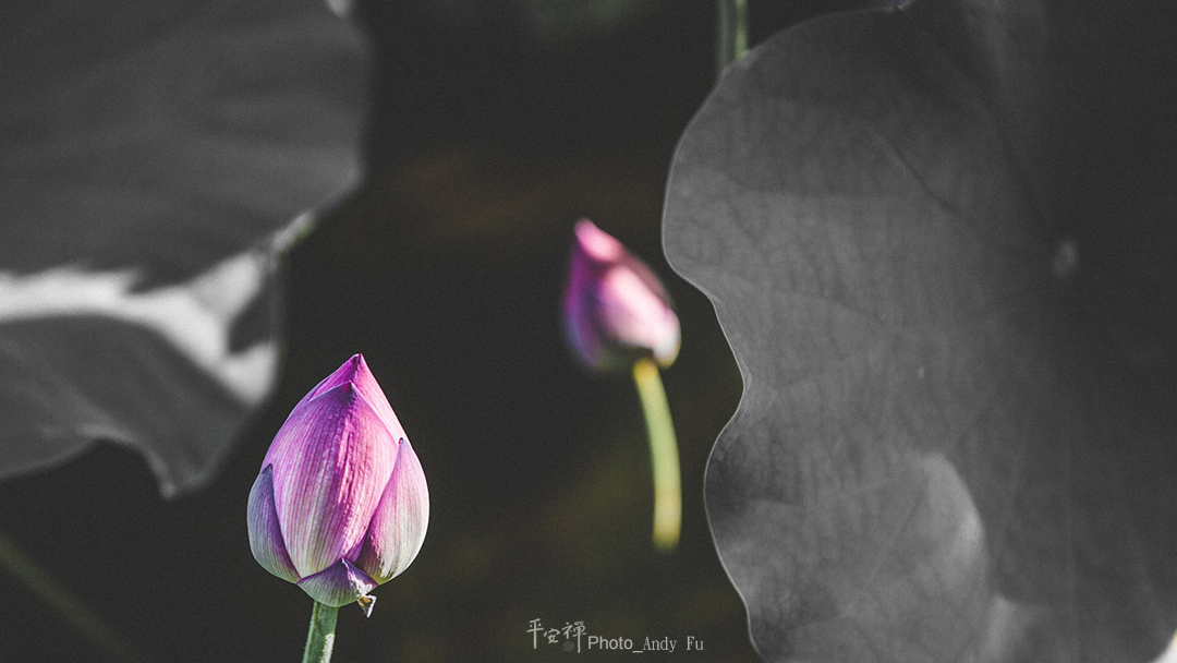 平安禪,靜坐,冥想,禪修,四步驟,覺知,坐禪,樂活禪,斷食禪,心道法師,護關,法工,四期教育