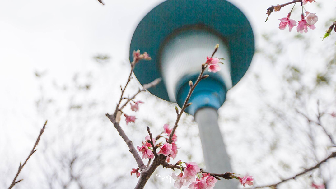 平安禪,靜坐,冥想,禪修,四步驟,覺知,坐禪,樂活禪,斷食禪,心道法師,護關,法工,四期教育