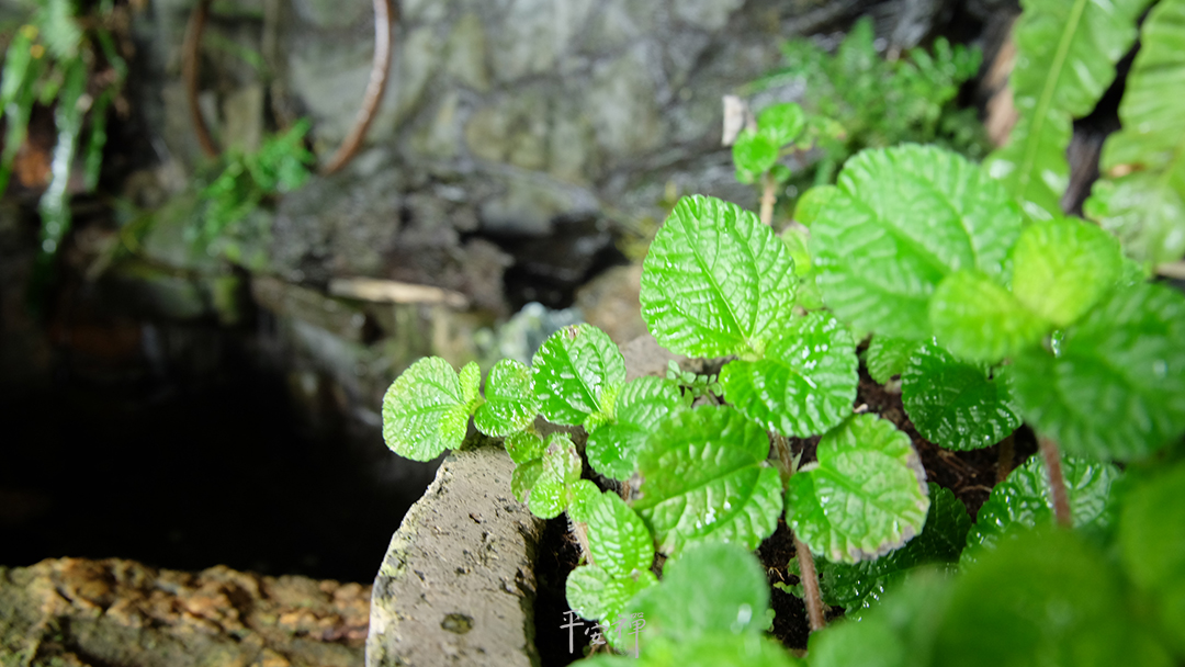 平安禪,靜坐,冥想,禪修,四步驟,覺知,坐禪,護關,法工,心道法師,樂活禪,斷食禪,禪友會,讀書會