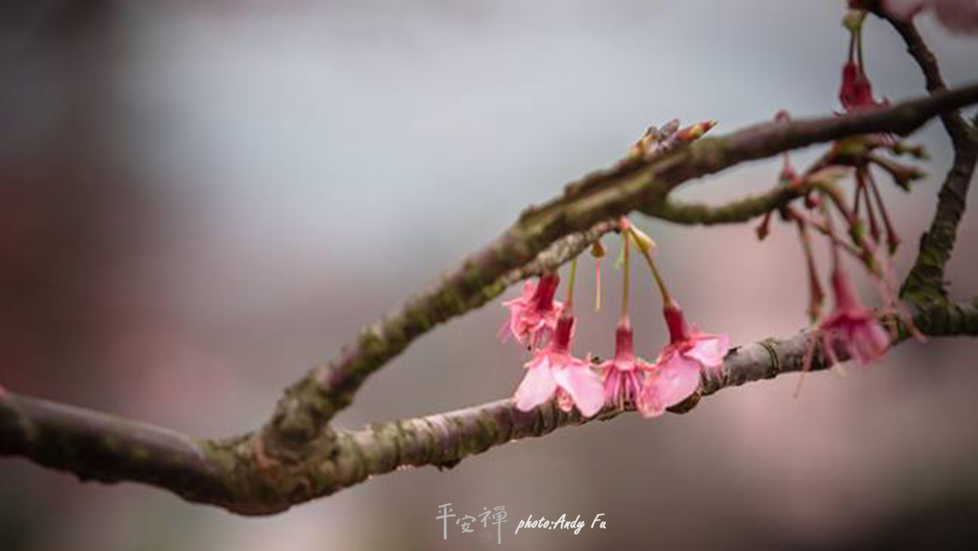 平安禪,靜坐,冥想,禪修,四步驟,覺知,坐禪,護關,法工,心道法師,樂活禪,斷食禪,禪友會,讀書會