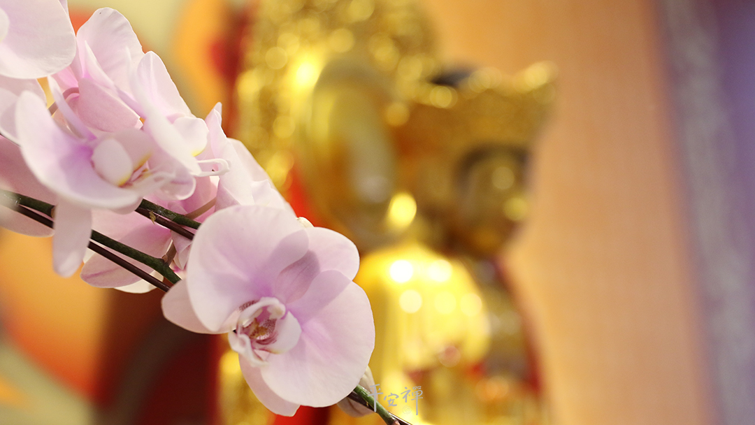 平安禪,靜坐,冥想,禪修,四步驟,覺知,坐禪,護關,法工,心道法師,樂活禪,斷食禪,禪友會,讀書會