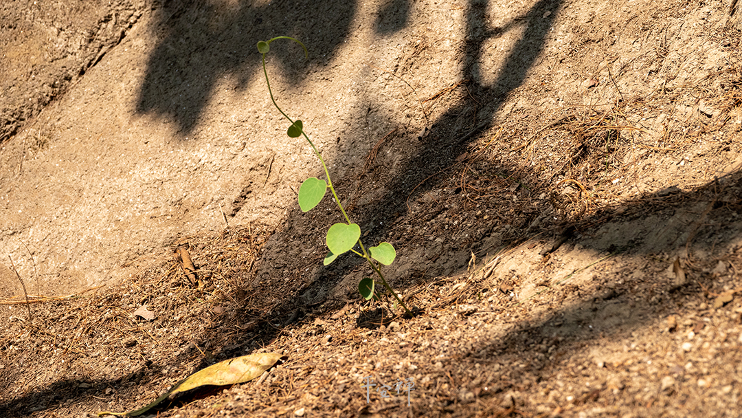 平安禪,靜坐,冥想,禪修,四步驟,覺知,坐禪,護關,法工,心道法師,樂活禪,斷食禪,禪友會,讀書會