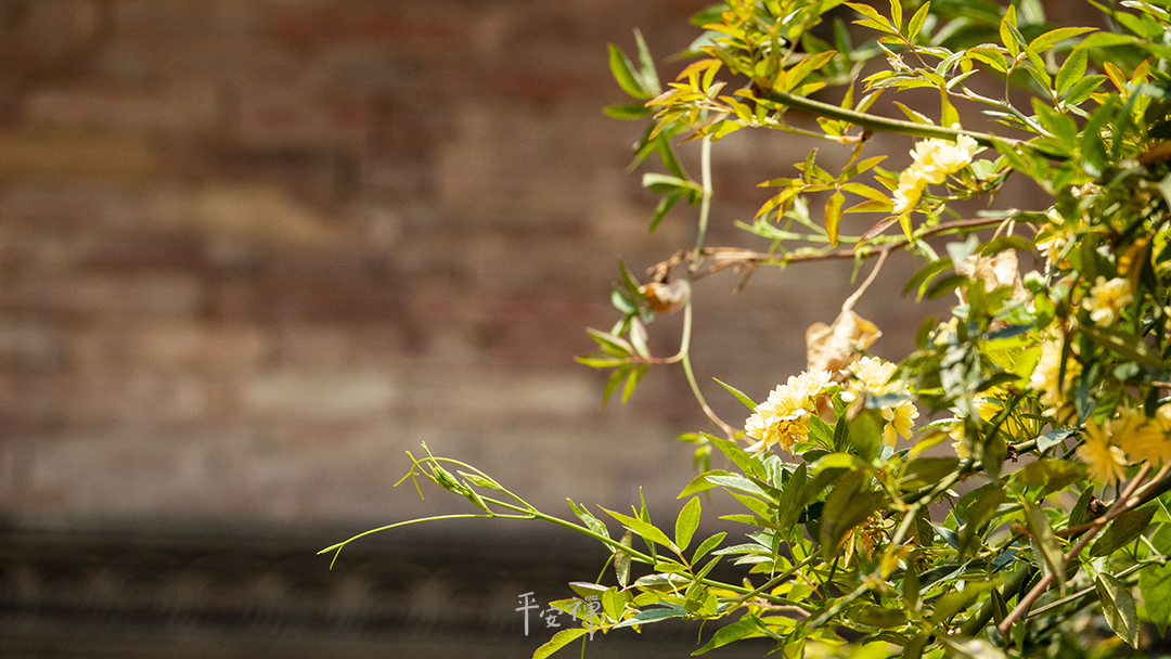 平安禪,靜坐,冥想,禪修,四步驟,覺知,坐禪,護關,法工,心道法師,樂活禪,斷食禪,禪友會,讀書會