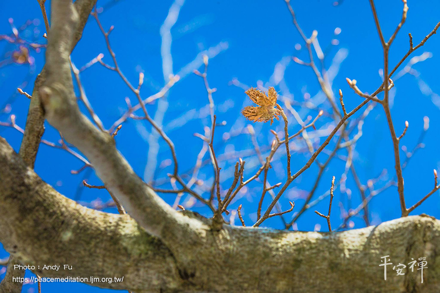 坐禪,禪修,本來面目,心道法師,心道法師,春安居