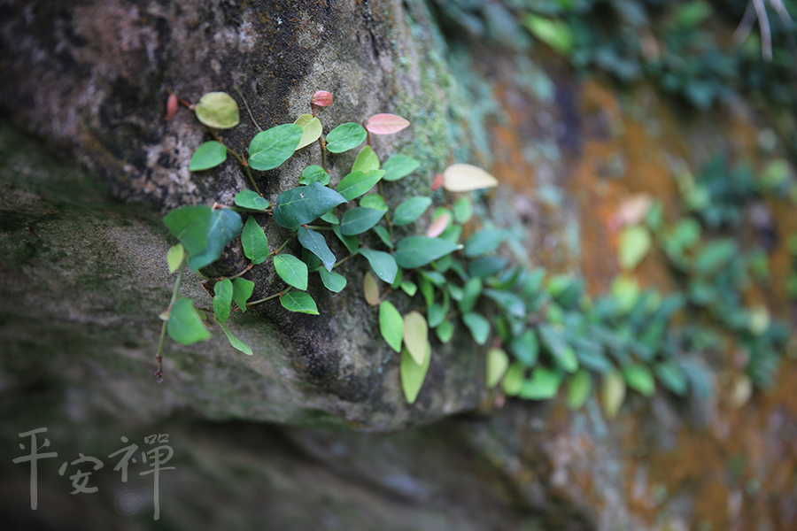 靈鷲山,平安禪,心道法師,慧可,達摩祖師,安心,諸佛法印，可得聞乎