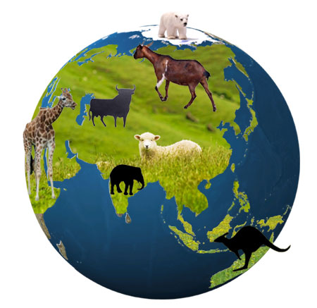 動物,蔬食,素食,地球,環保,心道法師